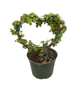 6" Portulacaria Afra Green Heart topiary